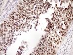 ZC3H8 Antibody in Immunohistochemistry (Paraffin) (IHC (P))