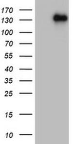 ZEB1 Antibody in Western Blot (WB)