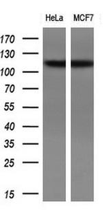 ZEB1 Antibody in Western Blot (WB)