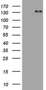 ZEB2 Antibody in Western Blot (WB)