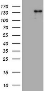 ZEB2 Antibody in Western Blot (WB)