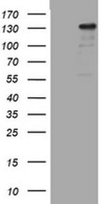 ZEB2 Antibody in Western Blot (WB)