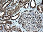 ZFAND3 Antibody in Immunohistochemistry (Paraffin) (IHC (P))