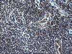 ZFAND3 Antibody in Immunohistochemistry (Paraffin) (IHC (P))