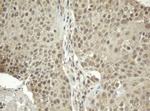 ZFAND5 Antibody in Immunohistochemistry (Paraffin) (IHC (P))