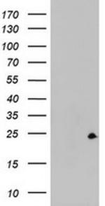 ZFAND5 Antibody in Western Blot (WB)