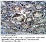 ZFP36L1 Polyclonal Antibody