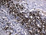 ZFP37 Antibody in Immunohistochemistry (Paraffin) (IHC (P))