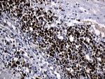 ZFP37 Antibody in Immunohistochemistry (Paraffin) (IHC (P))