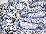 ZFP37 Antibody in Immunohistochemistry (Paraffin) (IHC (P))