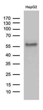 ZFP82 Antibody in Western Blot (WB)
