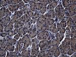 ZFYVE1 Antibody in Immunohistochemistry (Paraffin) (IHC (P))