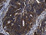 ZFYVE1 Antibody in Immunohistochemistry (Paraffin) (IHC (P))