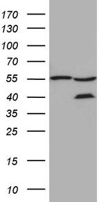 ZFYVE1 Antibody in Western Blot (WB)