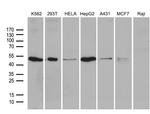 ZFYVE1 Antibody in Western Blot (WB)