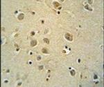 ZIC3 Antibody in Immunohistochemistry (IHC)
