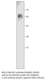 Zika Virus NS1 Polyclonal Antibody