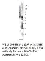 ZMPSTE24 Polyclonal Antibody