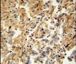 ZMYND10 Antibody in Immunohistochemistry (IHC)