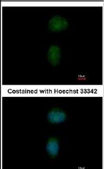 ZNF131 Antibody in Immunocytochemistry (ICC/IF)