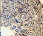 ZNF197 Antibody in Immunohistochemistry (IHC)