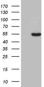 ZNF2 Antibody in Western Blot (WB)