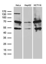 ZNF2 Antibody in Western Blot (WB)