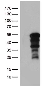 ZNF2 Antibody in Western Blot (WB)