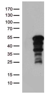 ZNF2 Antibody in Western Blot (WB)