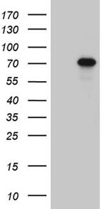 ZNF264 Antibody in Western Blot (WB)