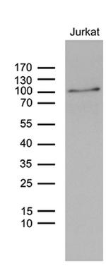ZNF264 Antibody in Western Blot (WB)