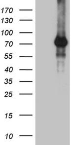 ZNF264 Antibody in Western Blot (WB)