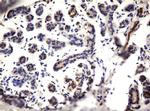 ZNF280A Antibody in Immunohistochemistry (Paraffin) (IHC (P))