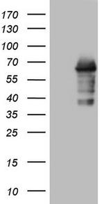 ZNF286A Antibody in Western Blot (WB)