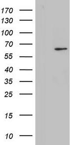 ZNF286A Antibody in Western Blot (WB)