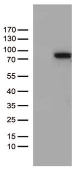 ZNF317 Antibody in Western Blot (WB)
