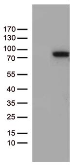ZNF317 Antibody in Western Blot (WB)