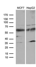 ZNF329 Antibody in Western Blot (WB)