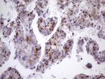 ZNF35 Antibody in Immunohistochemistry (Paraffin) (IHC (P))