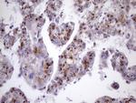 ZNF35 Antibody in Immunohistochemistry (Paraffin) (IHC (P))