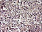 ZNF365 Antibody in Immunohistochemistry (Paraffin) (IHC (P))