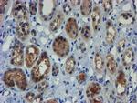 ZNF365 Antibody in Immunohistochemistry (Paraffin) (IHC (P))