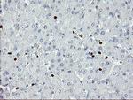 ZNF365 Antibody in Immunohistochemistry (Paraffin) (IHC (P))