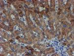 ZNF365 Antibody in Immunohistochemistry (Paraffin) (IHC (P))