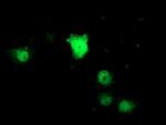 ZNF397 Antibody in Immunocytochemistry (ICC/IF)
