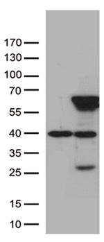 ZNF480 Antibody in Western Blot (WB)