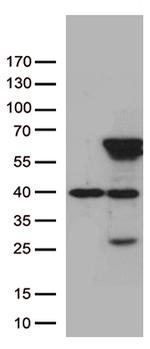 ZNF480 Antibody in Western Blot (WB)
