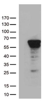 ZNF480 Antibody in Western Blot (WB)
