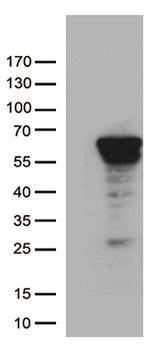 ZNF480 Antibody in Western Blot (WB)