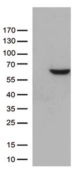 ZNF480 Antibody in Western Blot (WB)